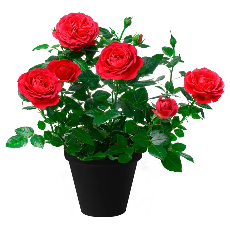 Горшечная кустовая красная роза